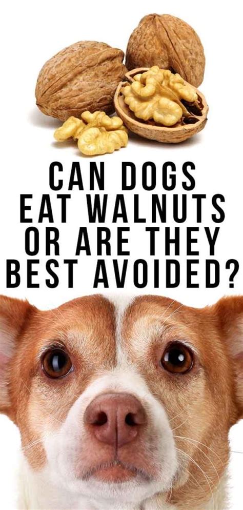 Can Dog Eat Walnut